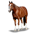 ganado equino