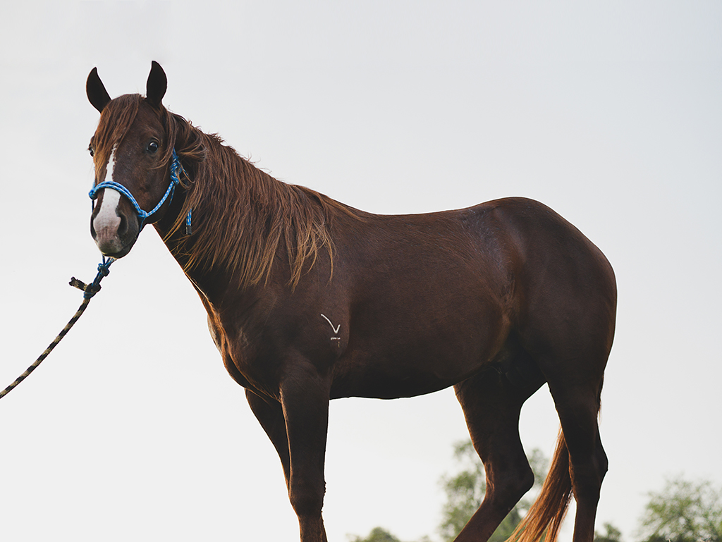 hi-hihorse